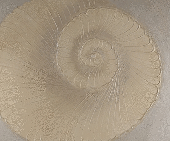 Bild QUEEN MUSSEL 120x100 cm