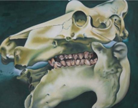 Bild Nilpferdschädel 100x60cm