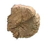 Deco ANTIK-HOLZ Kleiderbügel