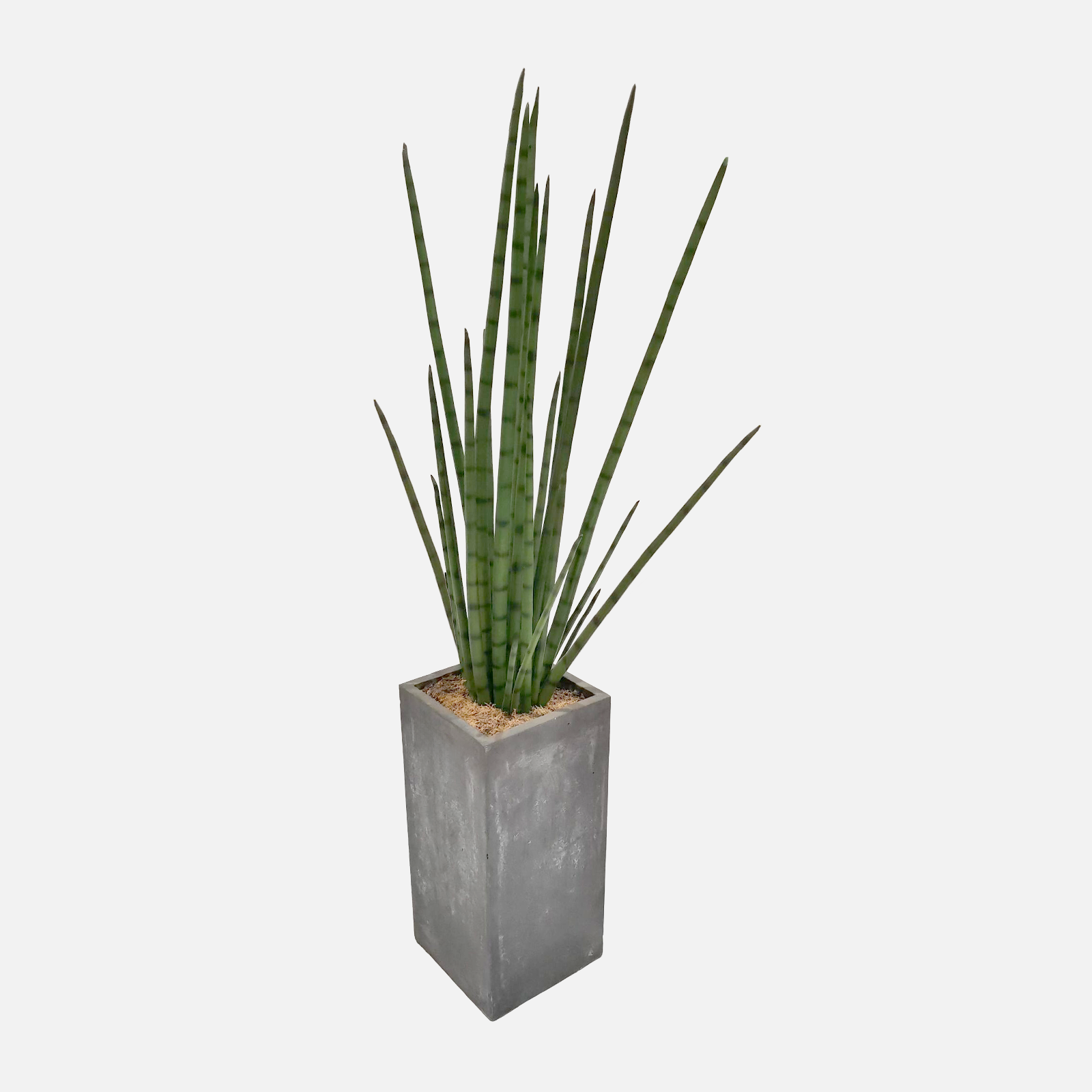 Sansevieria im Topf