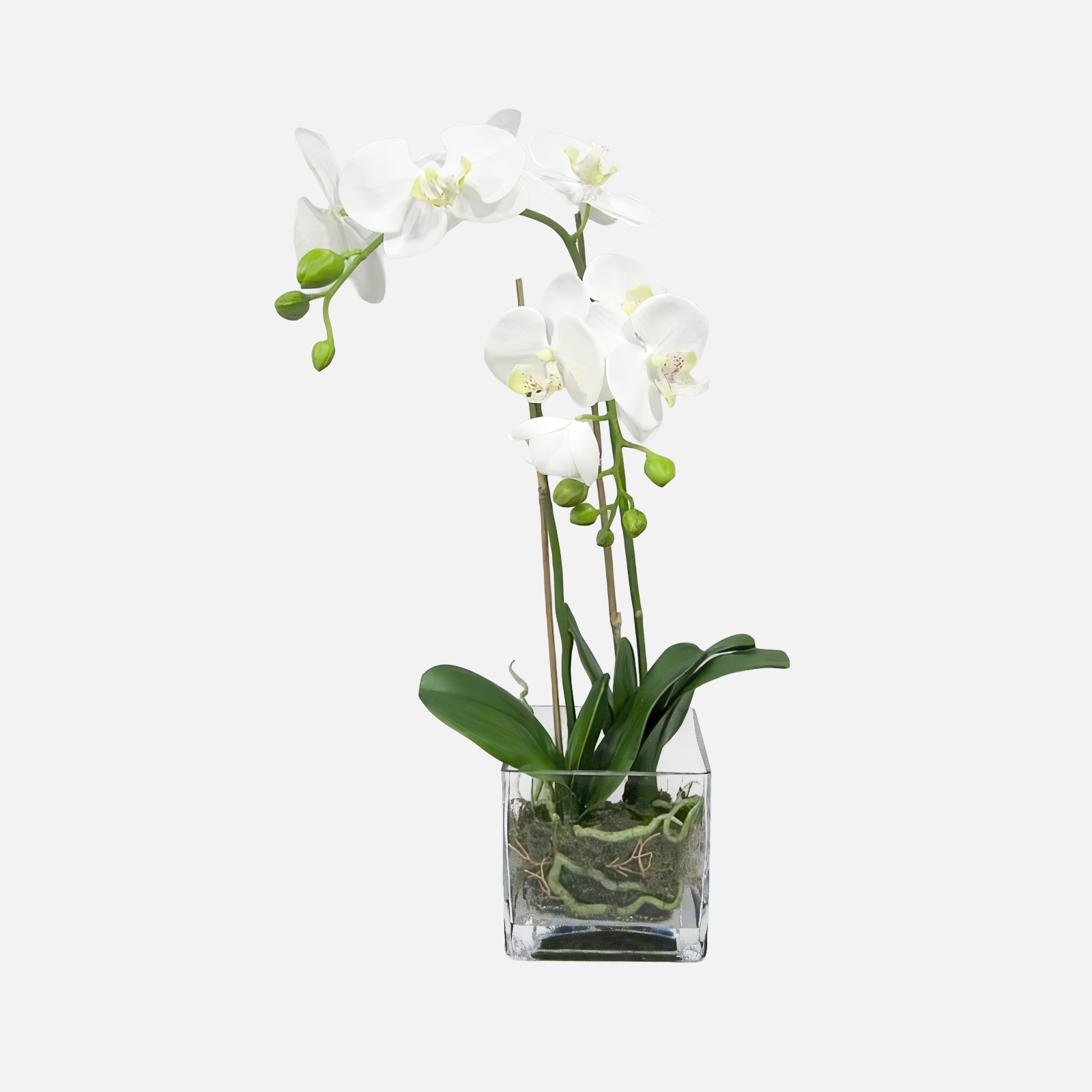 Pflanze ORCHIDEE in Vase GEBRAUCHT