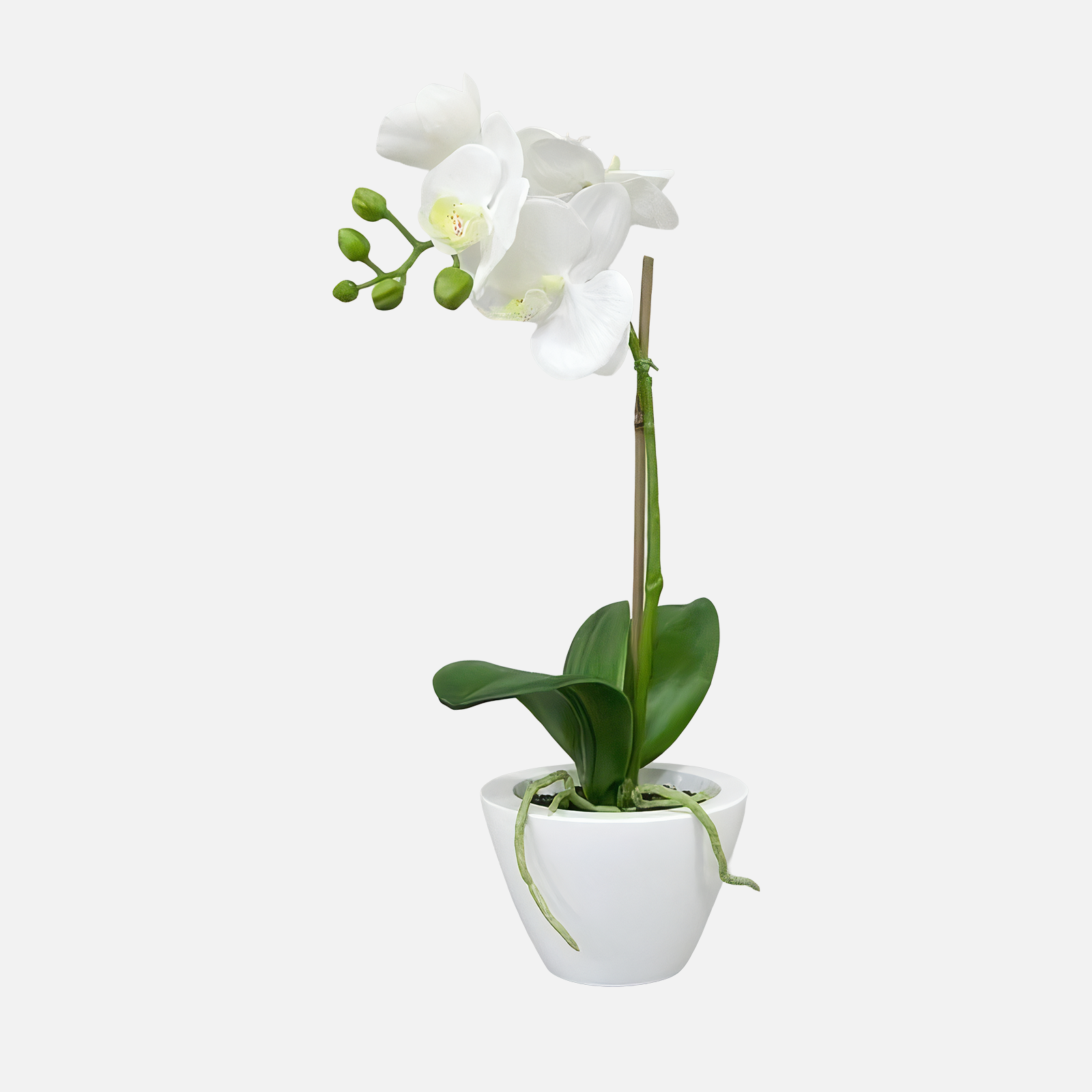 Pflanze ORCHIDEE in Schale GEBRAUCHT